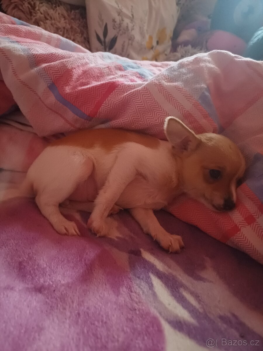 Štěňátko - 2