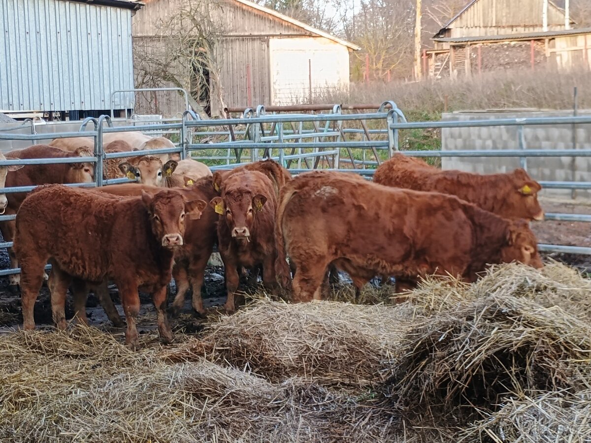 Ošetřovatel skotu - masný dobytek - 2