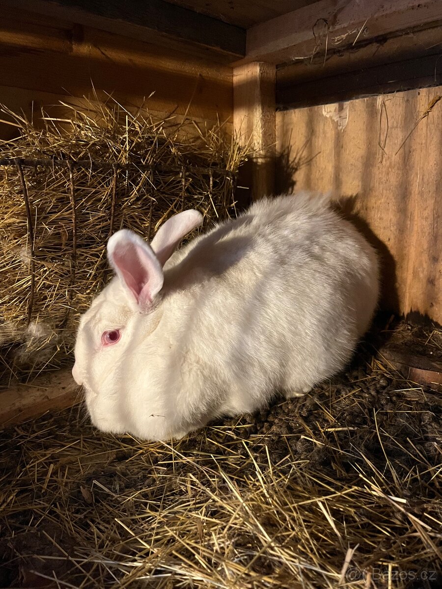 Novozélandský bílý králík - 2