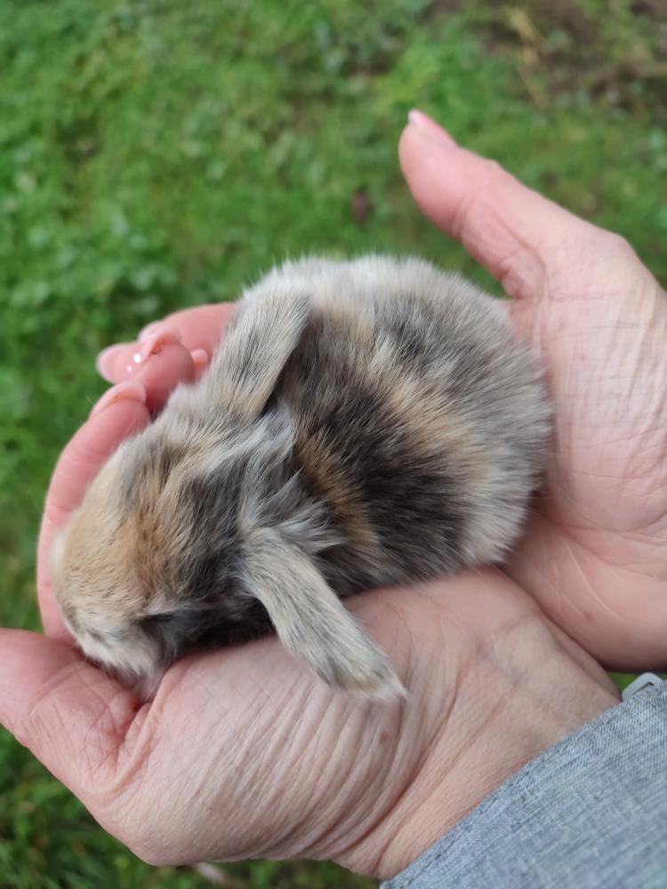 Zakrslý králíček beránek - 2