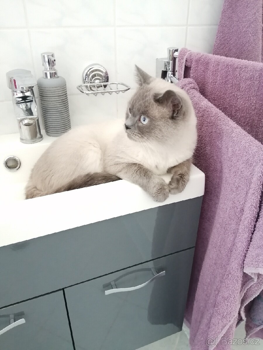 Britský color point blue krytí-Praha západ - 2