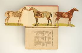 RARITA - Veterina Neue Tierheilmethode dr.KNOLL - 2