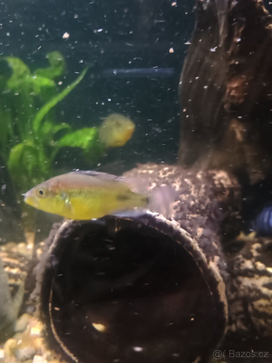 haplochromis yellow belly - 2