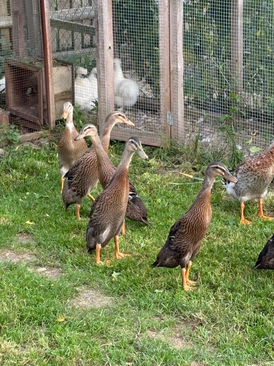 Indický běžec - 2