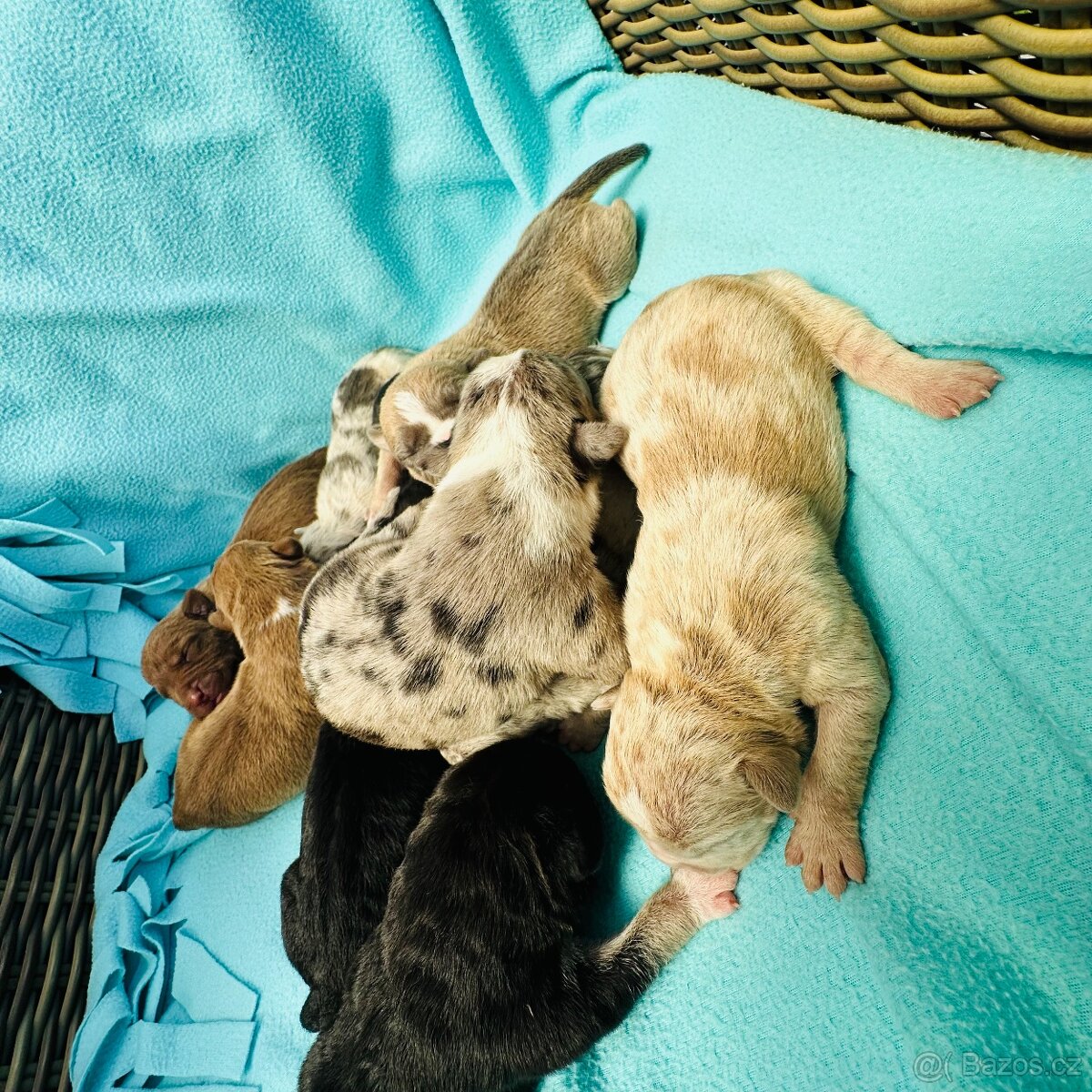 American Bully - 2