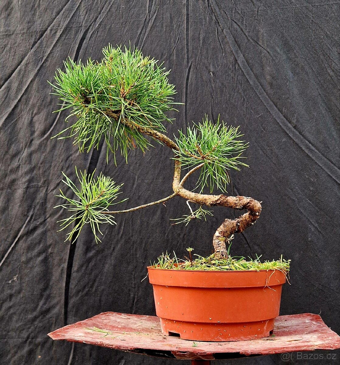 Pre Bonsai - Pinus Sylvestris 4 - 2