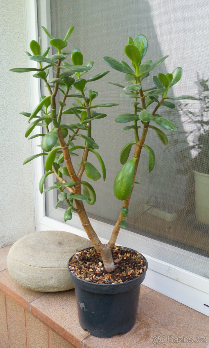 Tlustice (Crassula ovata) - 2