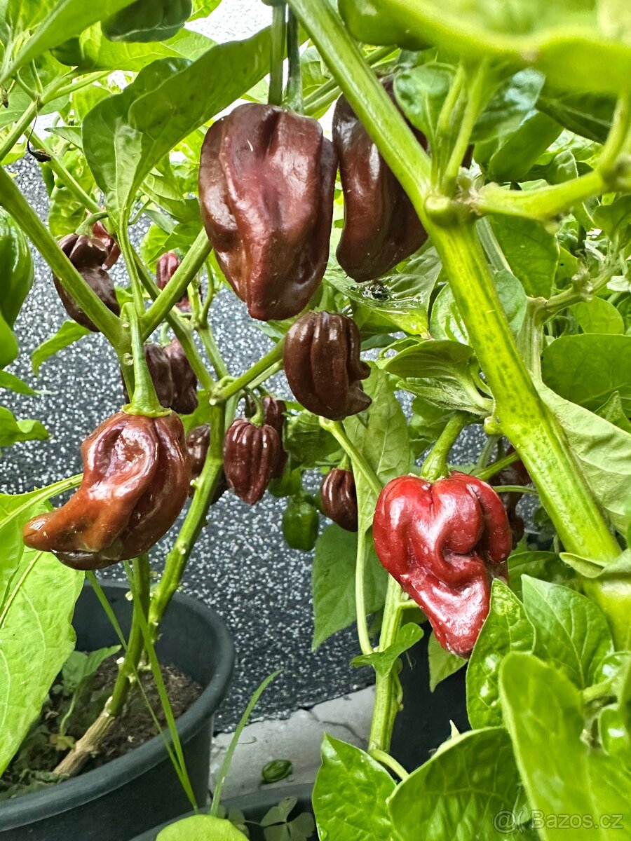 Habanero Chocolate - 2
