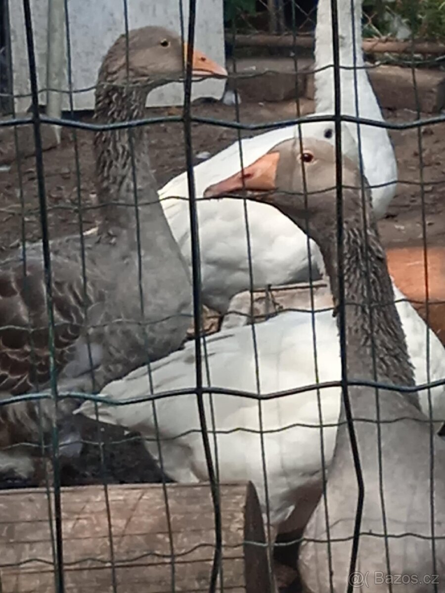 Husa Landeská a bílá - 2