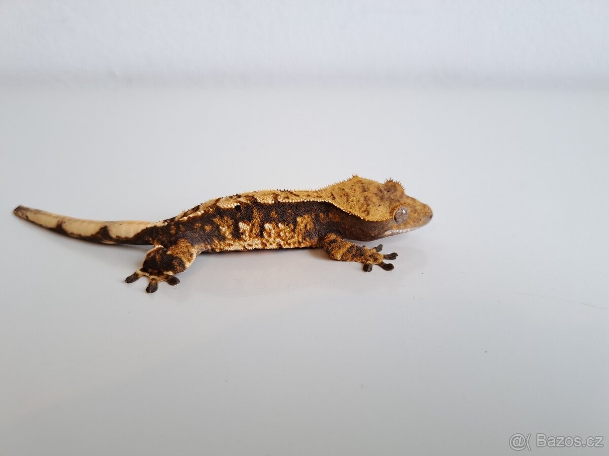 pagekon řasnatý.. - 2