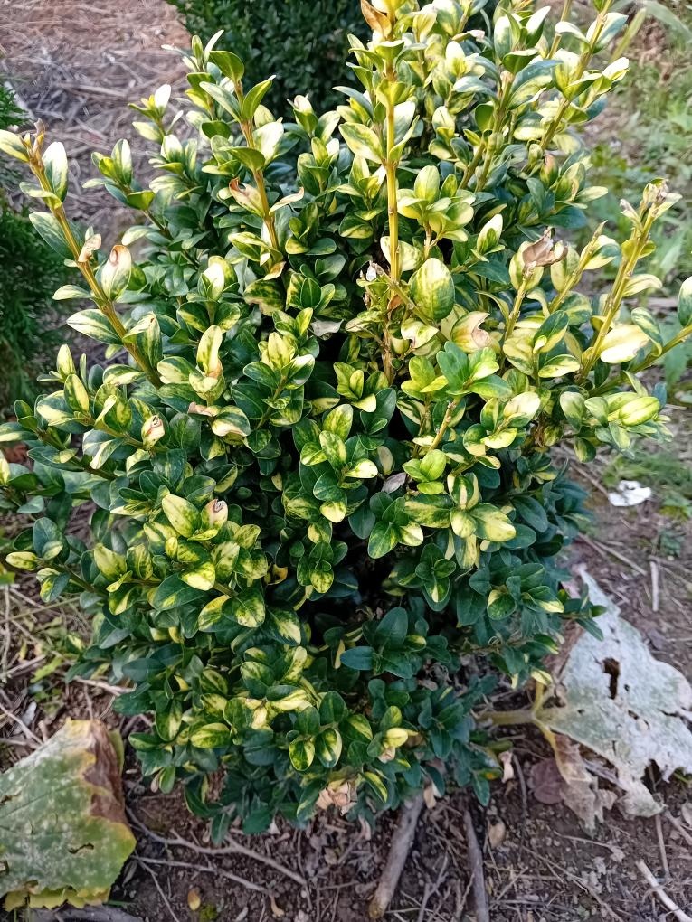 buxus - 2