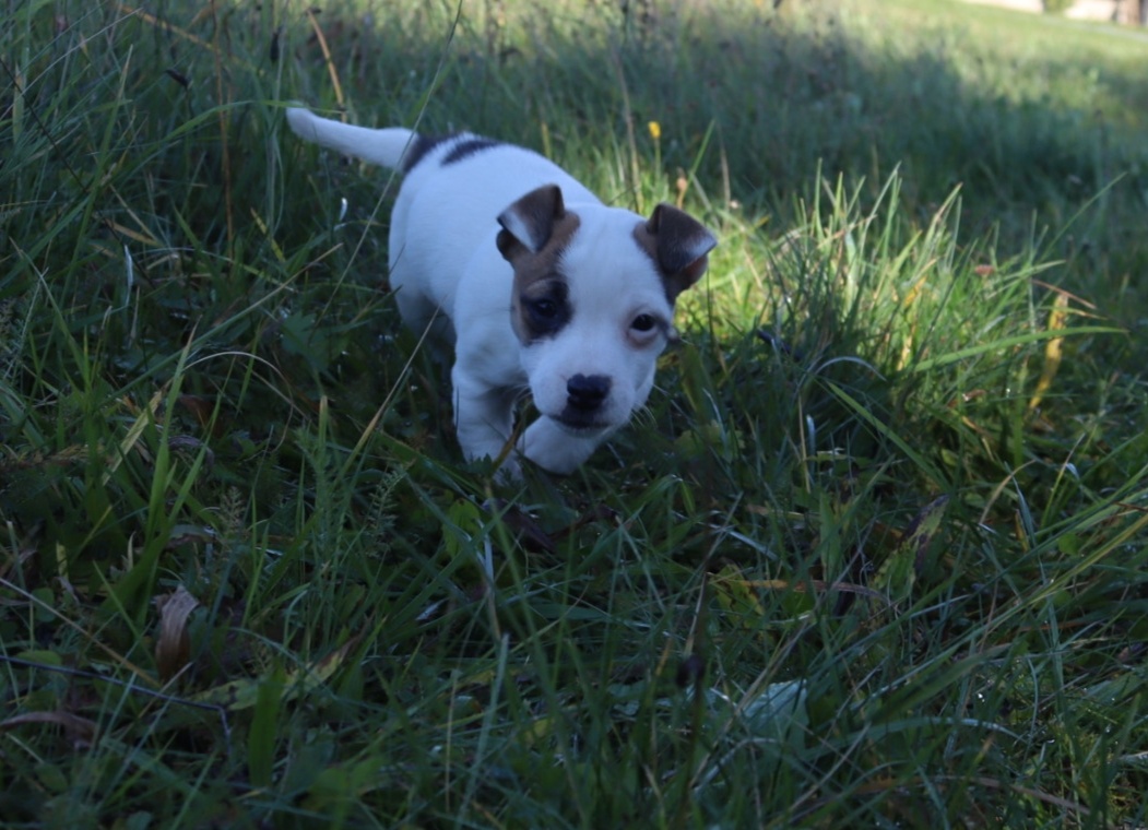 Jack Russell teriér - 2