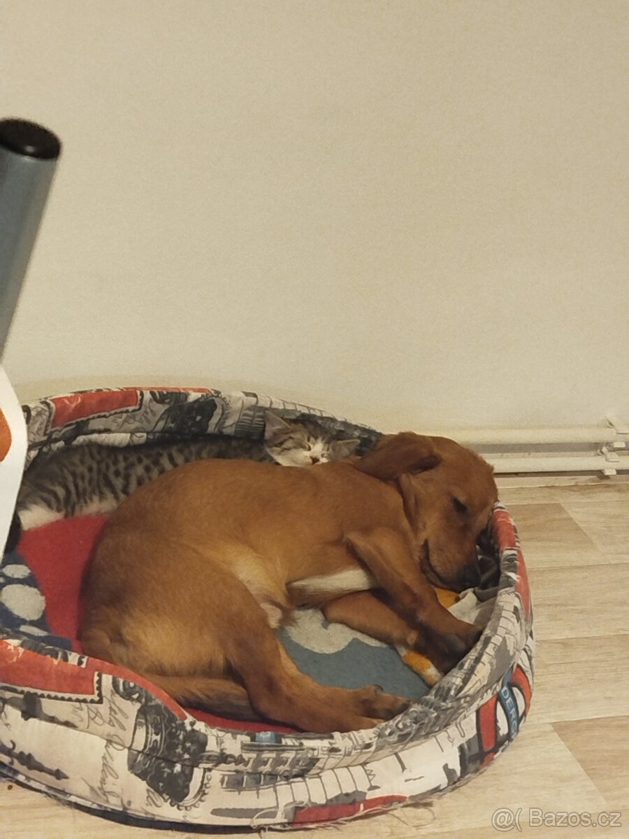 Kříženec jezevčíka 5 měsíců - 2