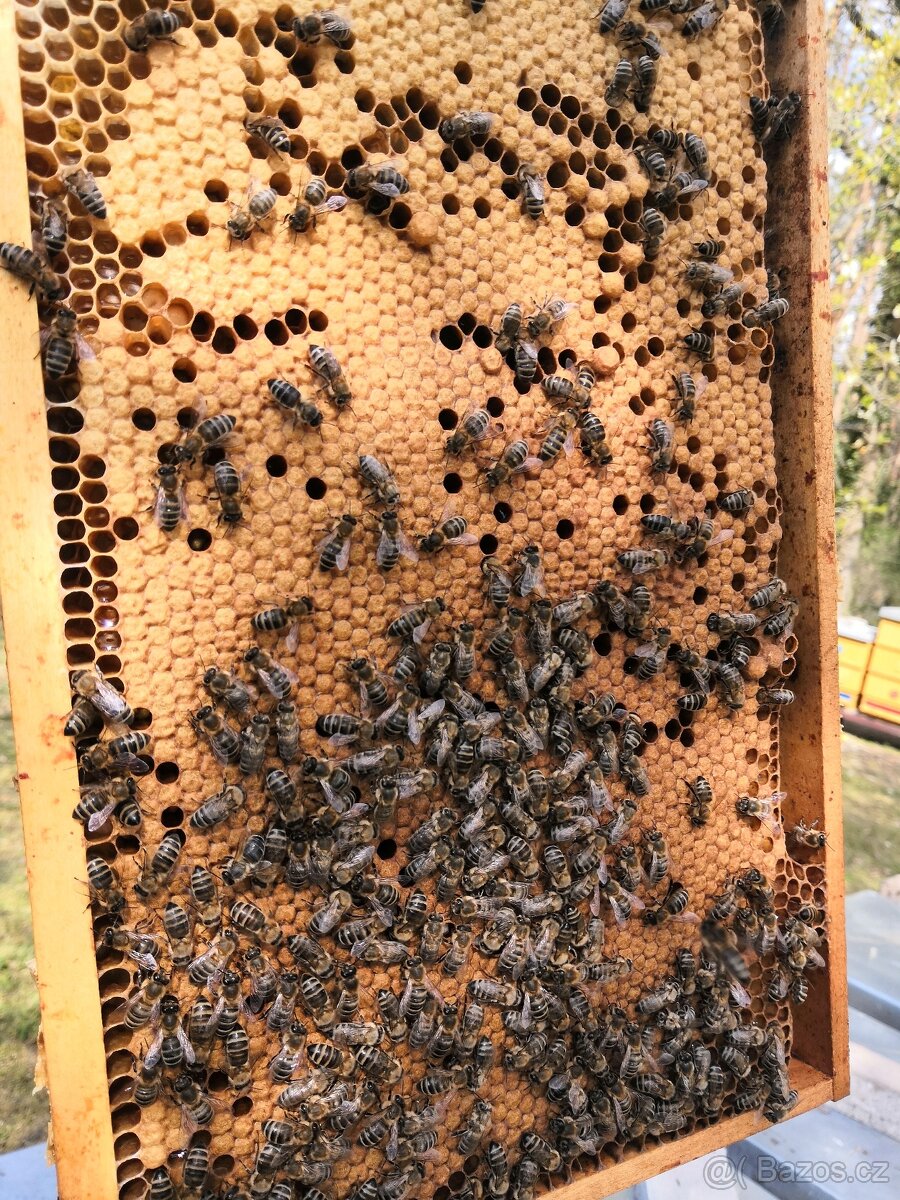 Vyzimovaná včelstva - 2