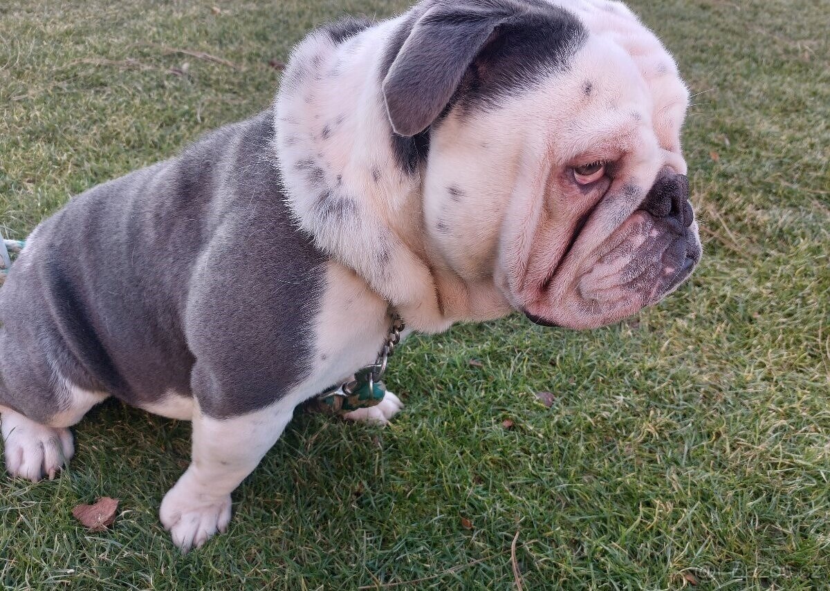 Anglický buldok - 2