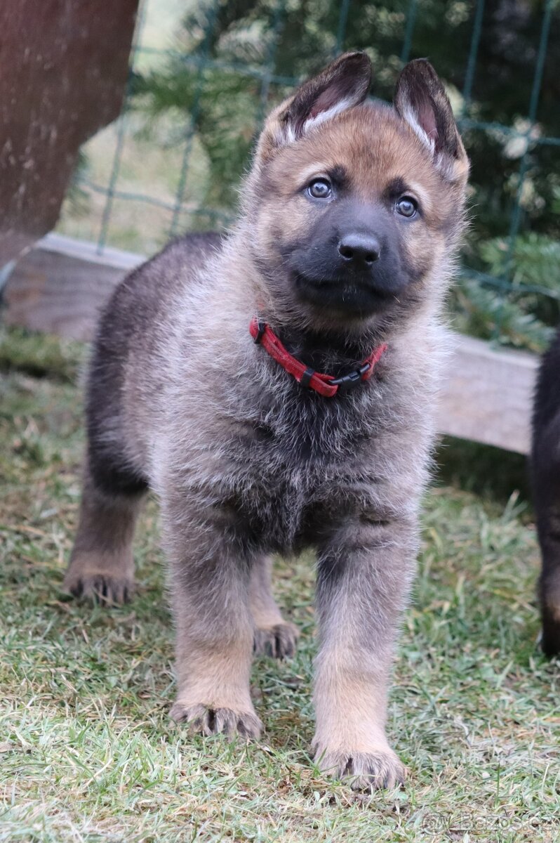 Německý ovčák s PP - 2