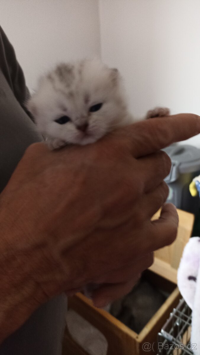 Britská koťátka s PP - 2