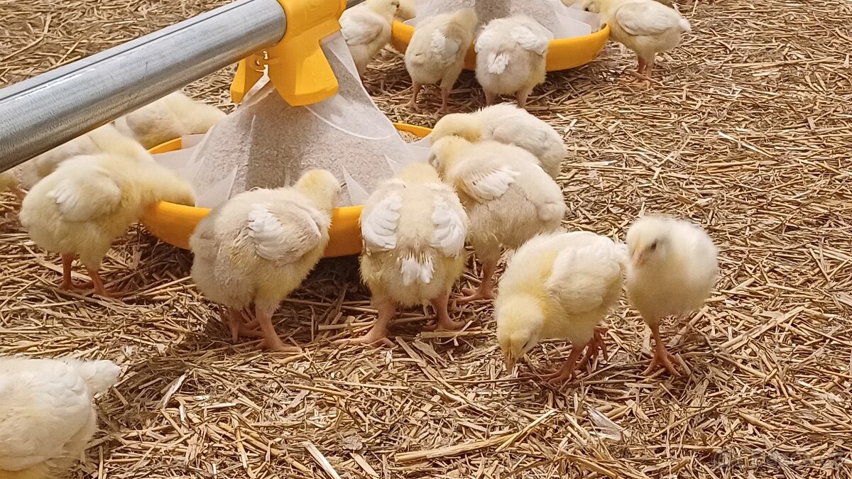 Rozkrmená kuřata - 2