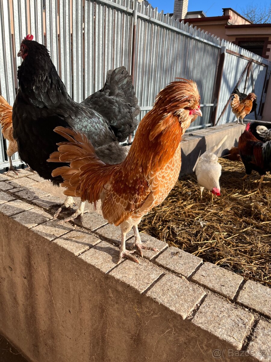 Prodám kohouty paduánky - 2