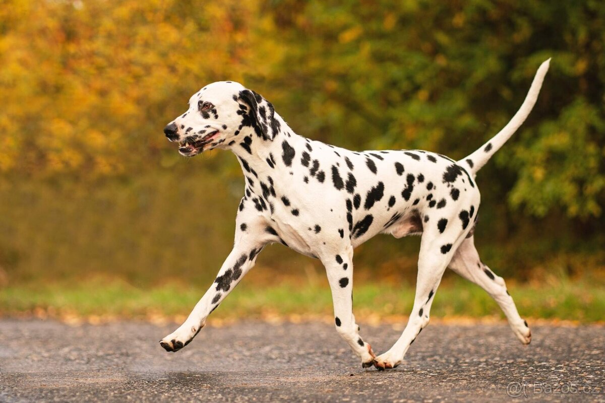 Dalmatin - štěňátka s PP FCI - 2