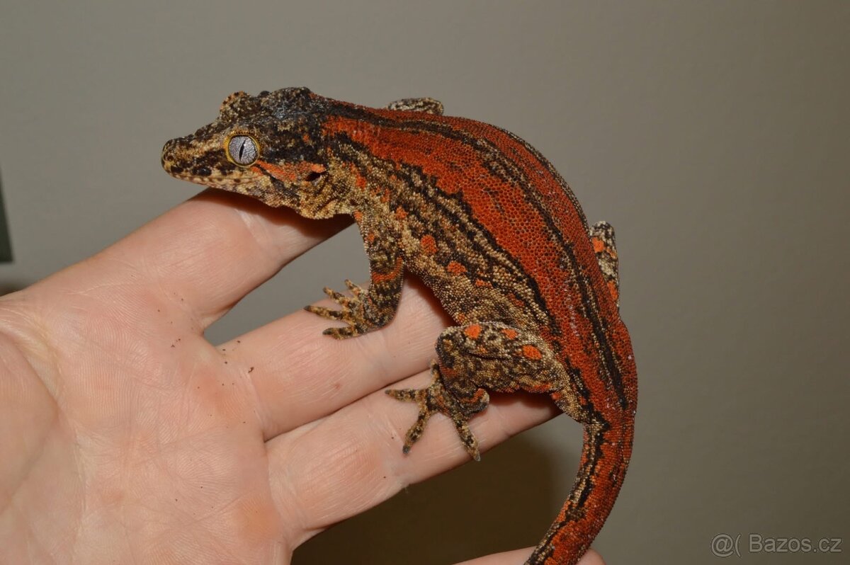 Rhacodactylus auriculatus - 2
