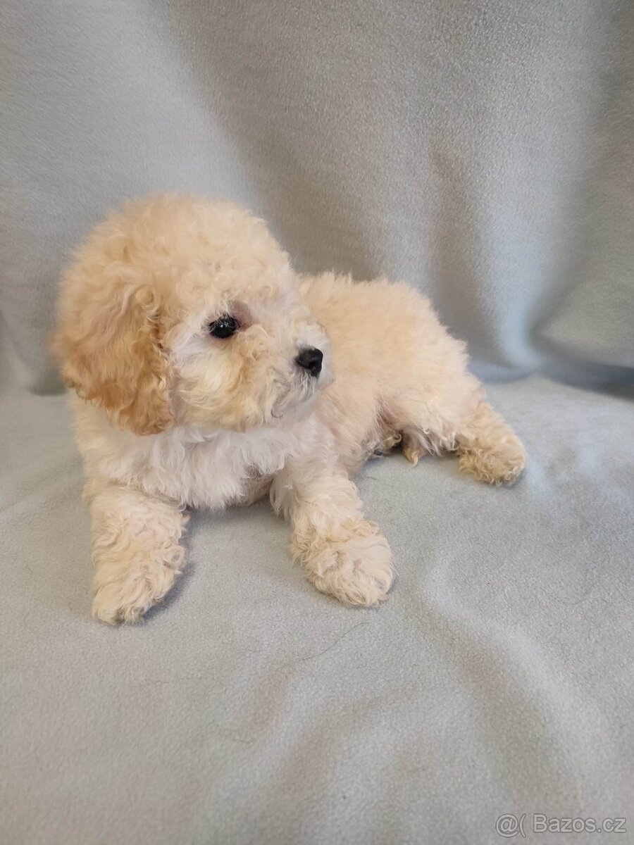 Pudl trpasličí - 2