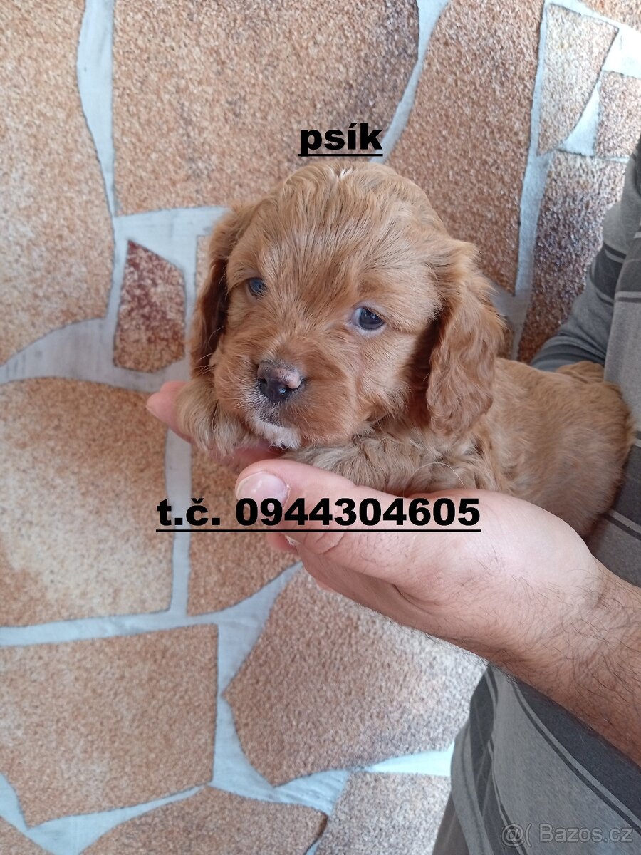 cavapoo - 2
