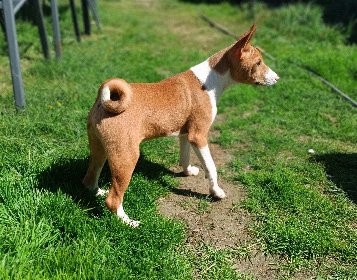 Basenji - štěňata bez pp - 2
