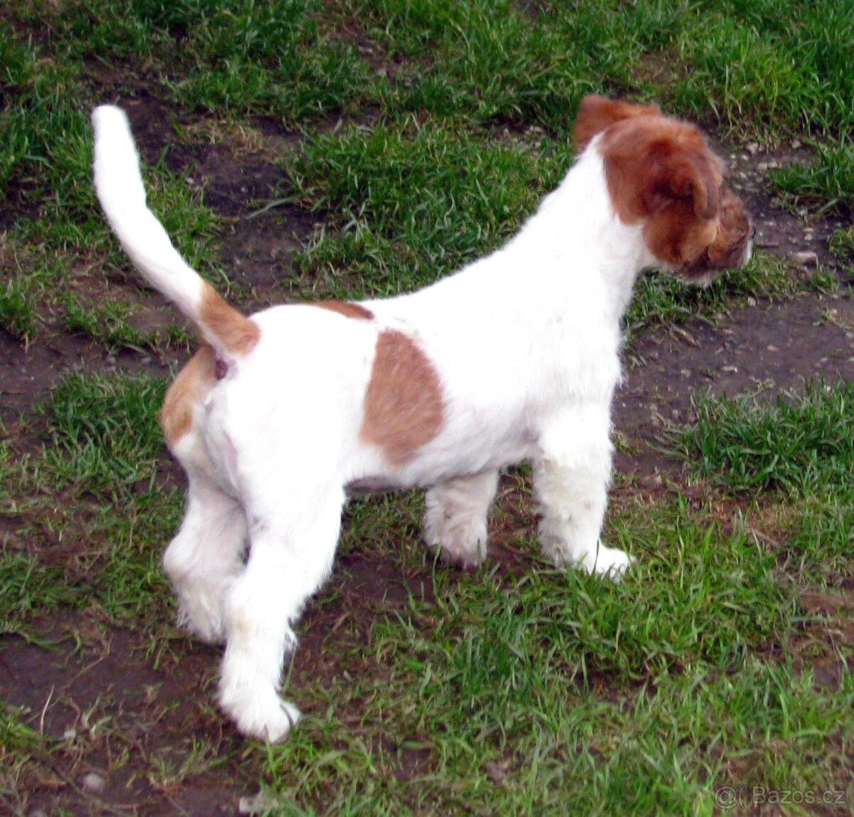 Jack Russell teriér – 4,5měsíční pejsek s PP k odběru - 2