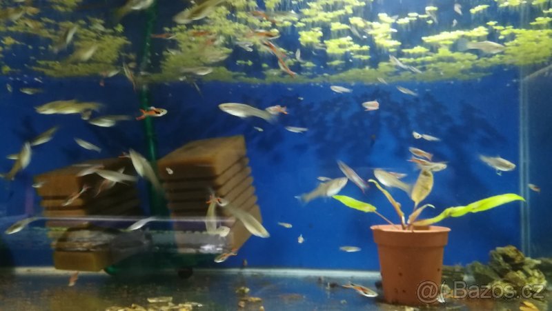 Nedostupné odchov živorodky Endlerovy - 2