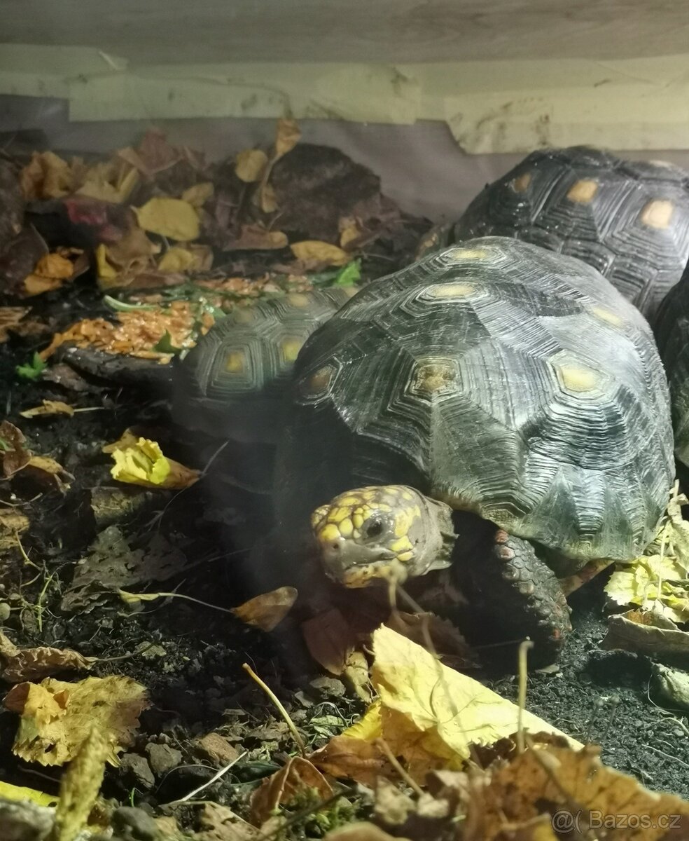 Želva uhlířská - 2