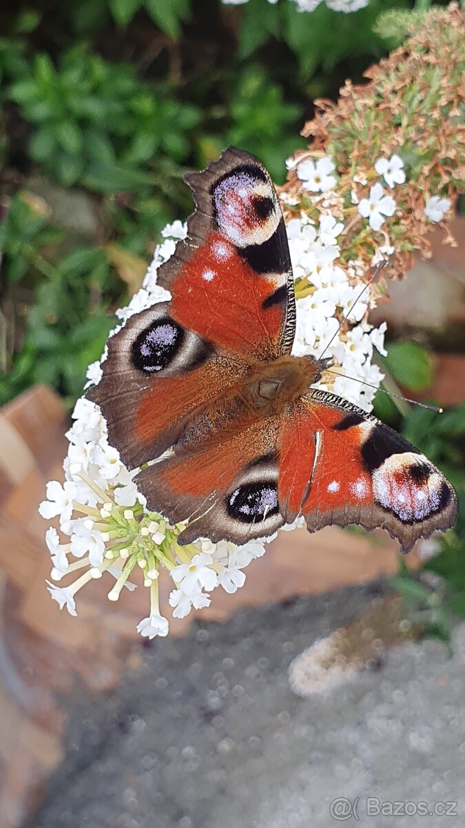 Motýlí keř komule 150cm - 2