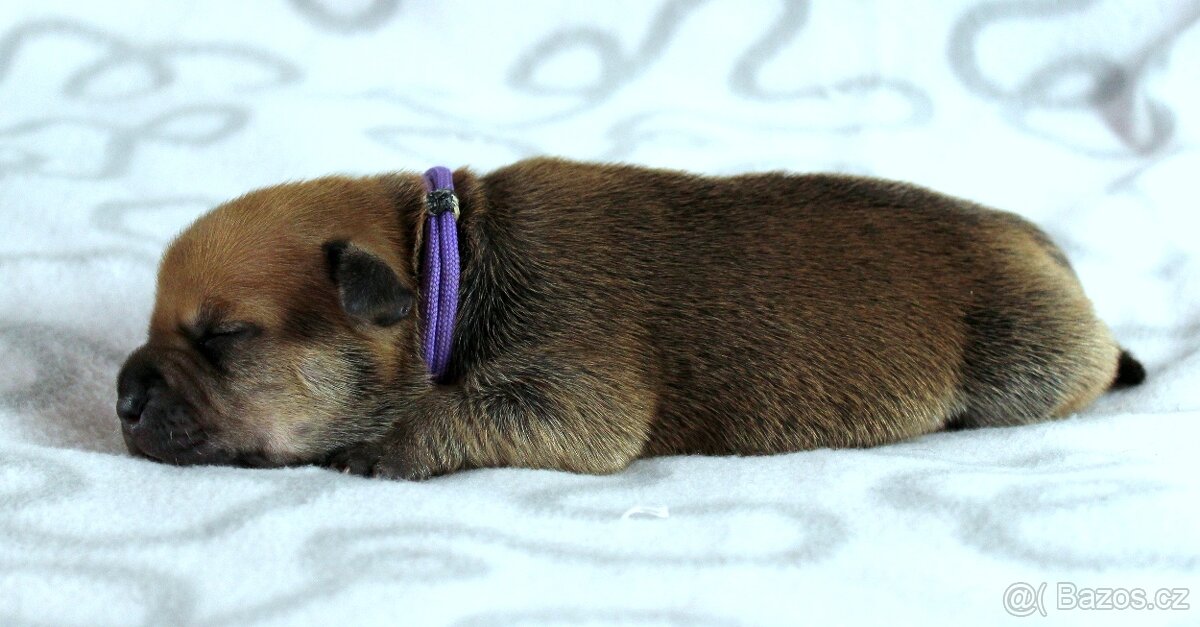 Stafordšírský bulteriér - pes s PP - 2