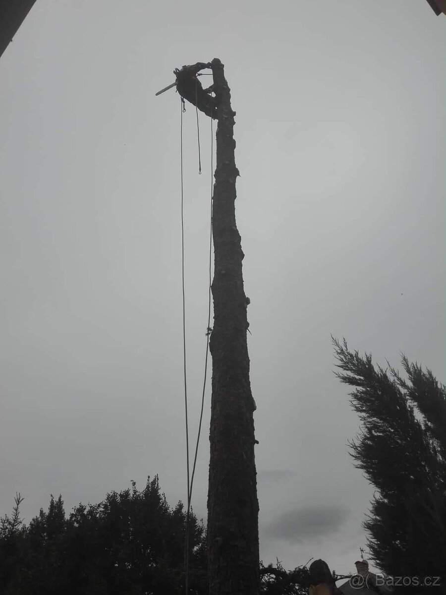 Rizikové kácení - 2