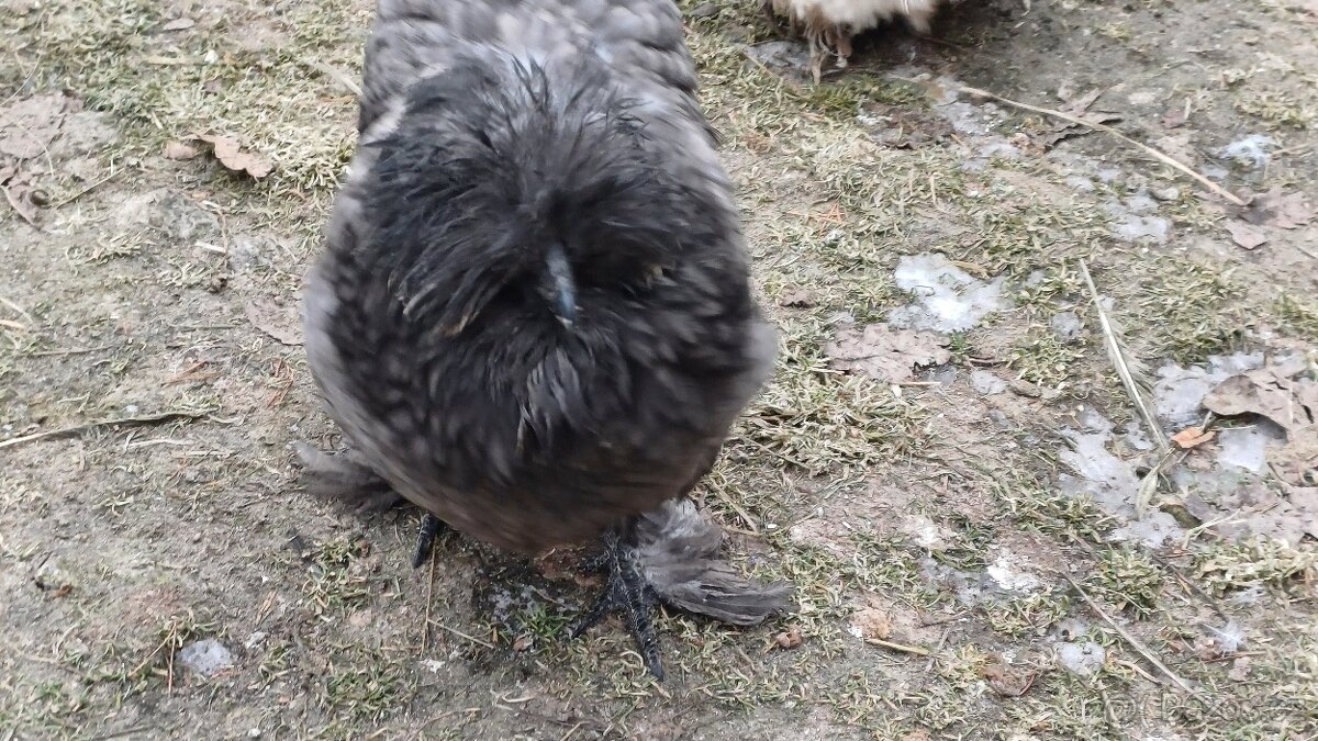 Hedvábnička slepička - 2