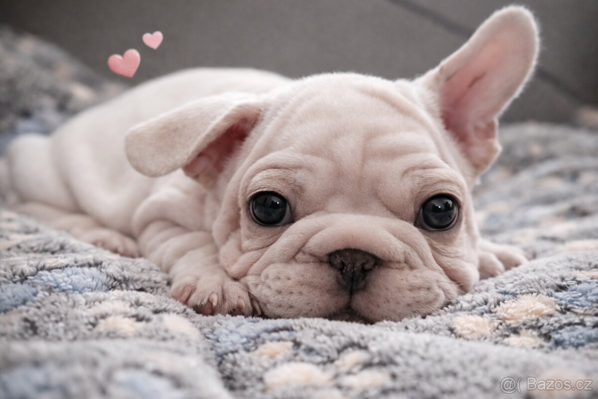 Francouzský buldoček s PP - 2