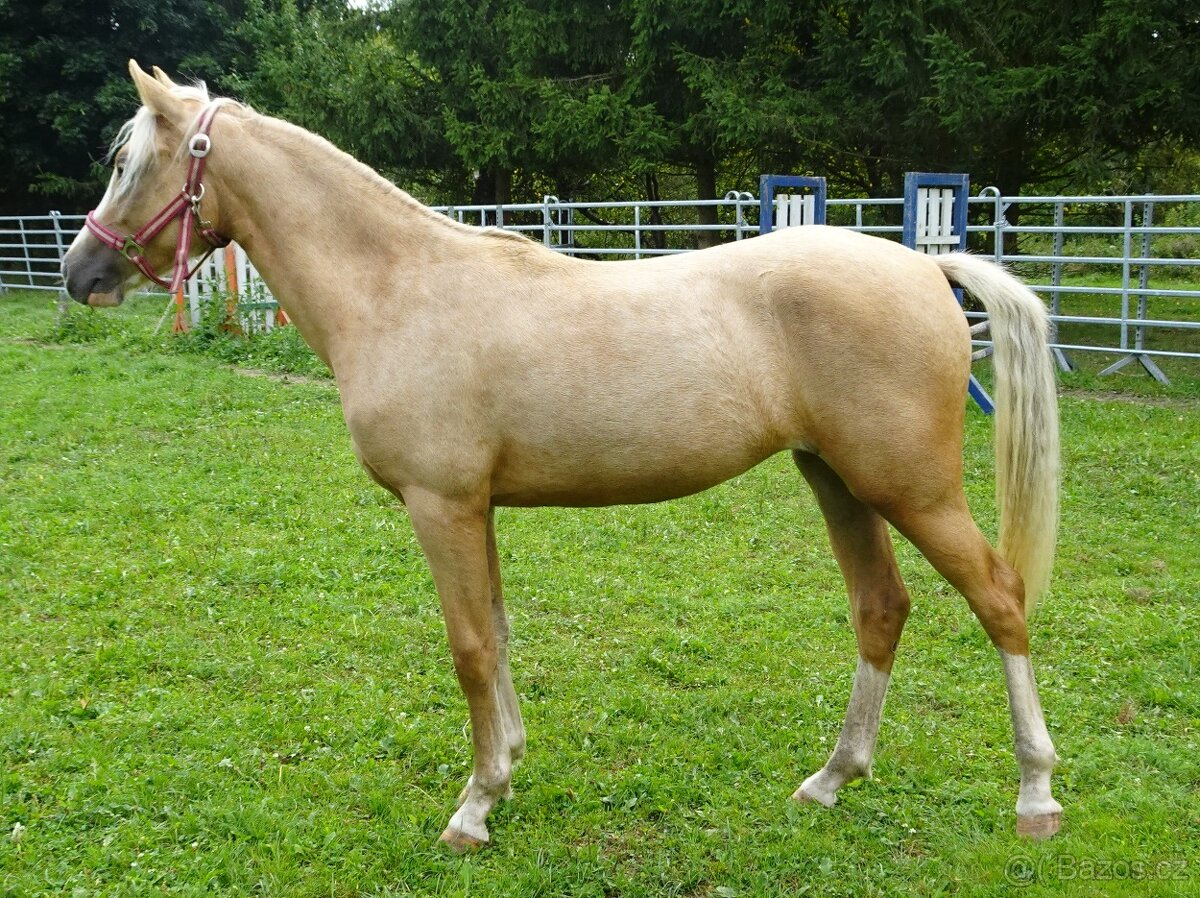 Prodám klisnu welsh pony, sekce B. - 2