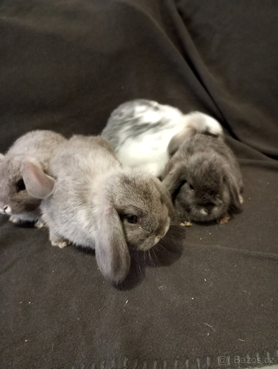 Zakrslý beránek králíček - 2