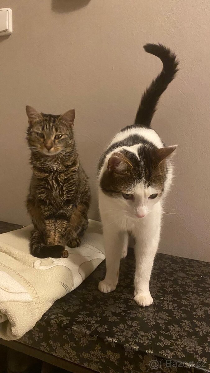 Daruji 2 kocoury+kočičku - 2