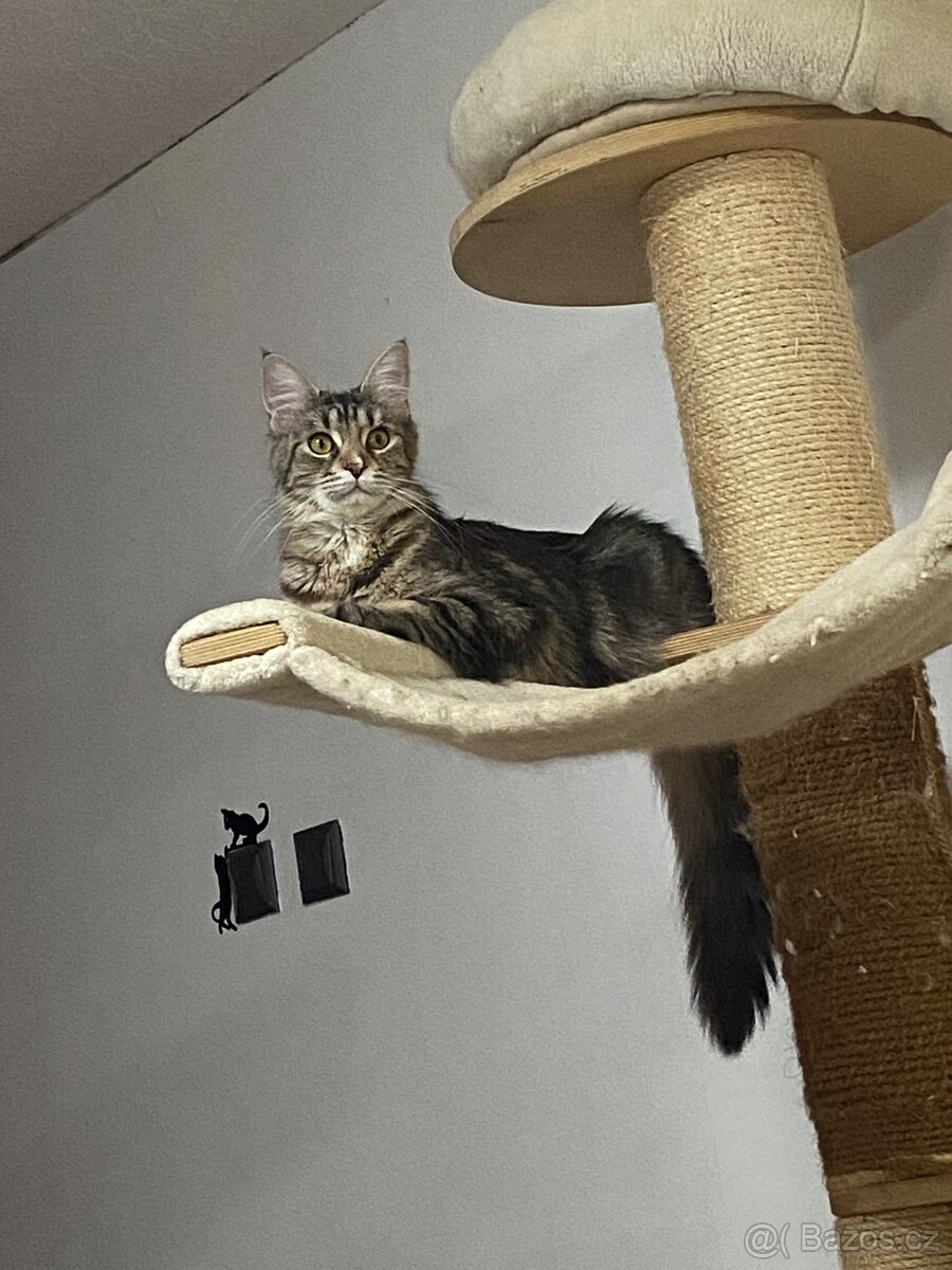 Kocourek a Kočička - 2