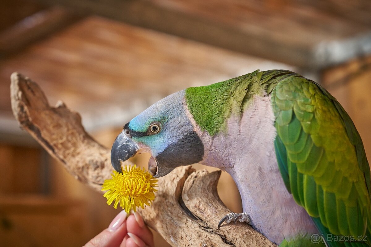 Alexandr čínský - 2