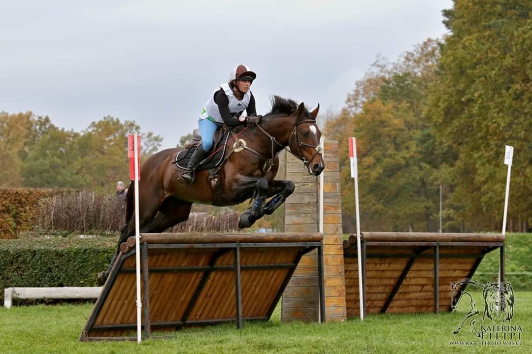 Plemenný hřebec - 2