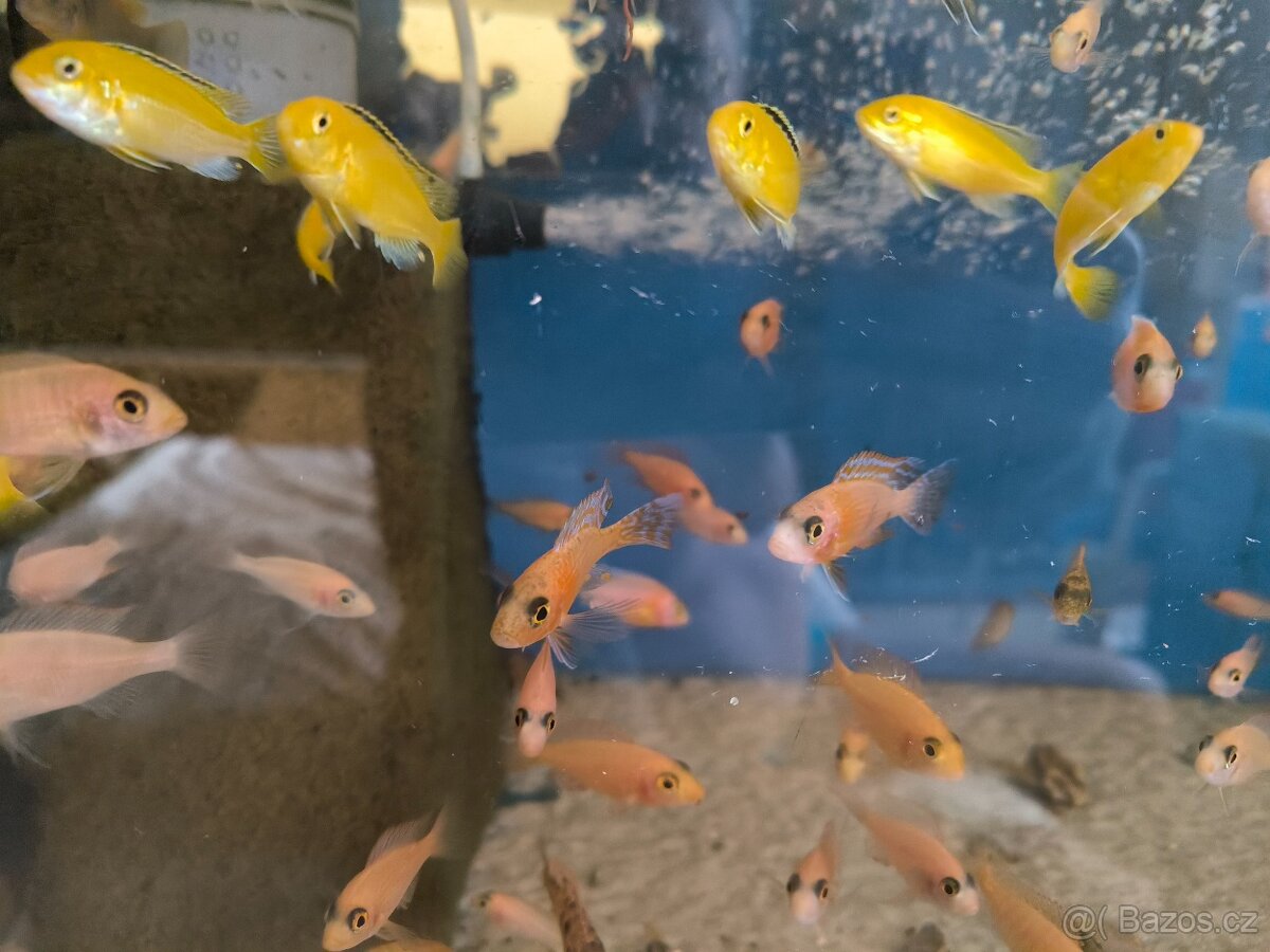 Malawi Tanganika - 2