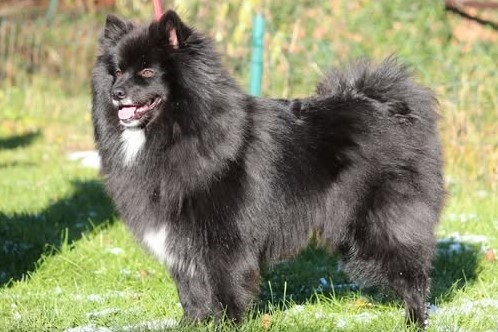 Špic - obyčejný zázrak - 2