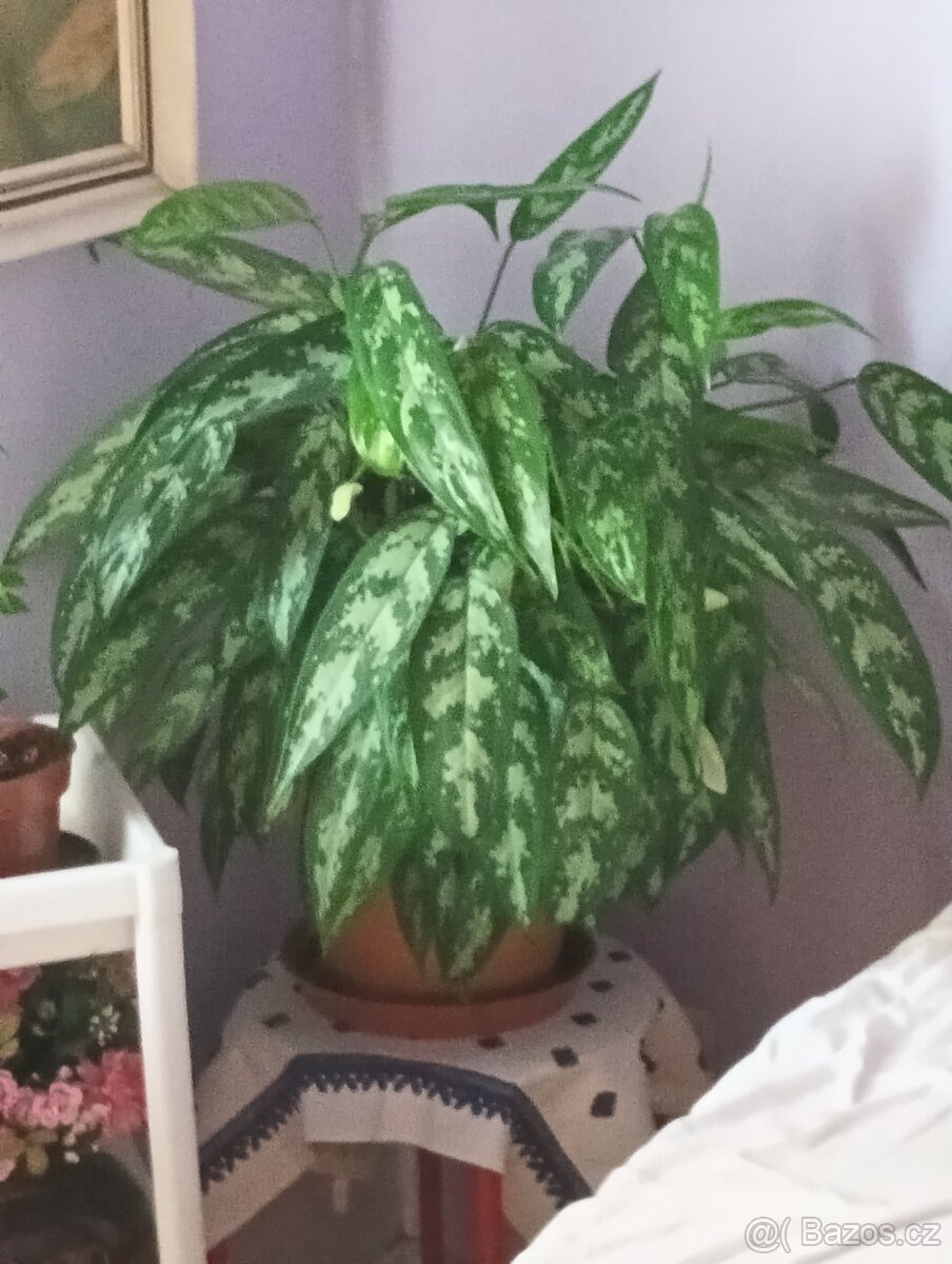 Pokojová rostlina- aglaonema - 2
