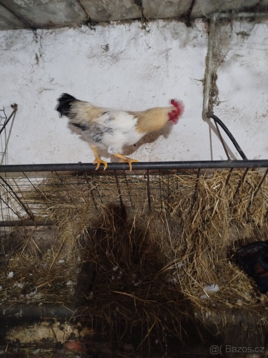 Kohoutí - 2