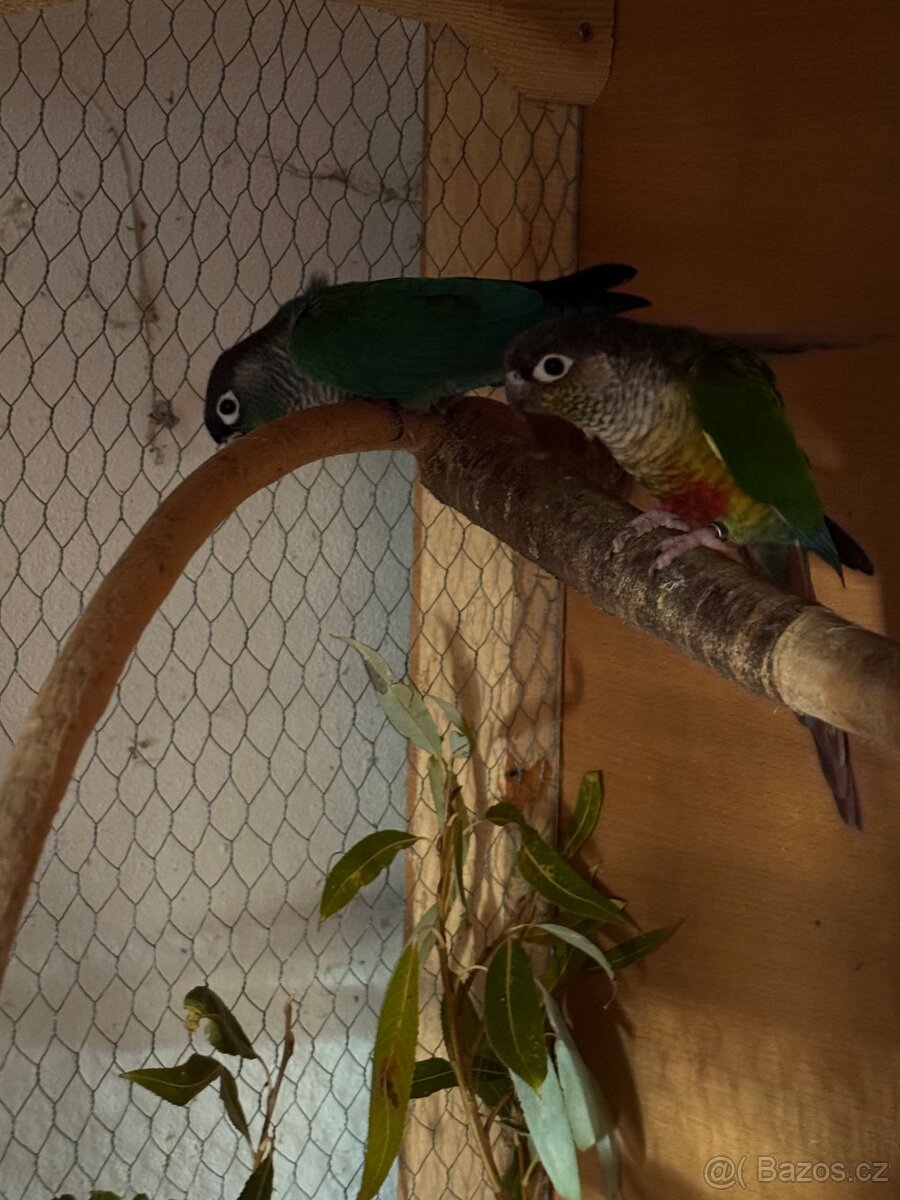 Prodám chovný pár pyrur - 2