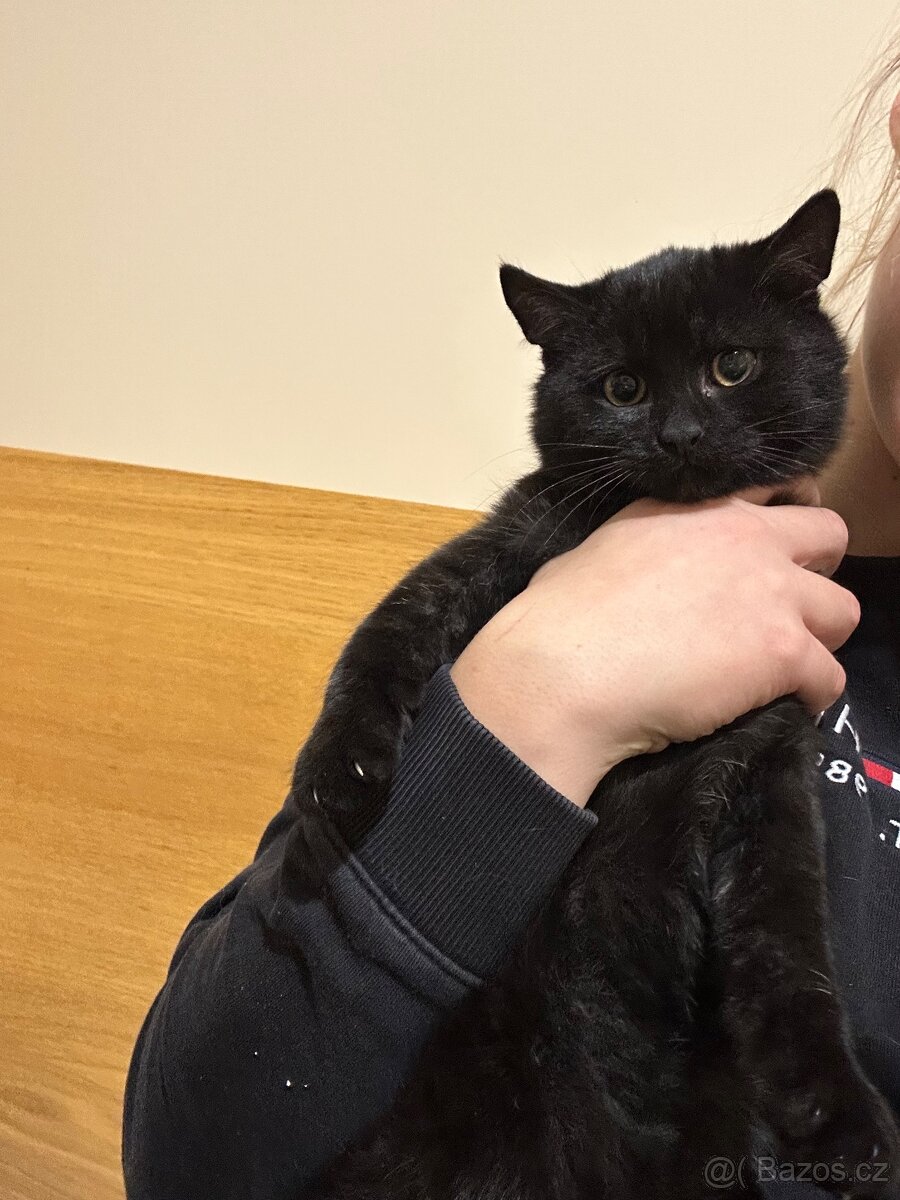 Daruji koťátka - kocourci - 2