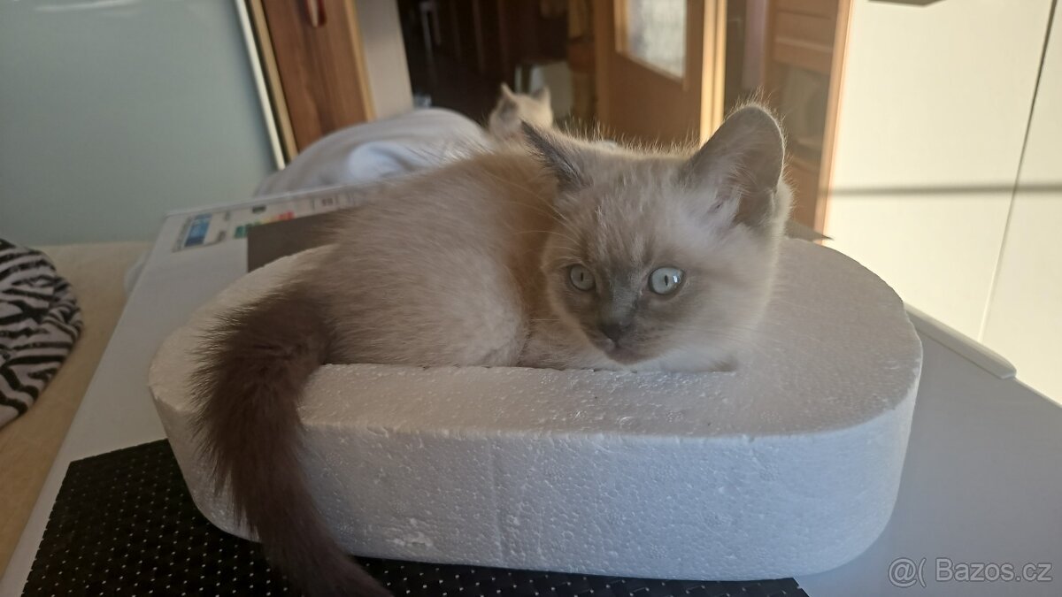 Krásna Britská kotátka - 2