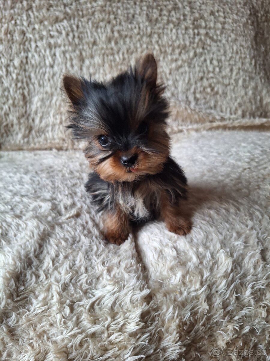 Jork,jorkšírsky terier - 2